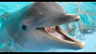 Интересные факты про дельфинов(Interesting facts about dolphins).