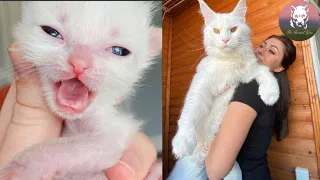 Woman Saved a Dying Kitten, but Later Her True Identity Shocked All the People...