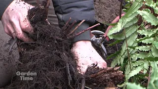 Dividing Ferns