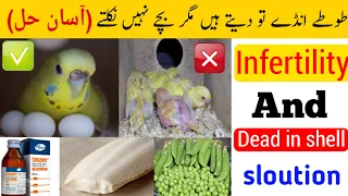 Dead in shell and infertility solution | budgies eggs to date han lakin bachay nahi nikalte