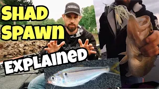 SHAD SPAWN EXPLAINED - Great Time to Catch Bass!