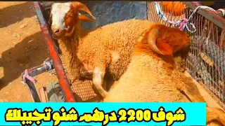 سوق خميس تاوجطات 6/6/2024 مع أثمنة حولي عيد الأضحى وخروفة و جدي و الحولي البركي والصردي والحولية .