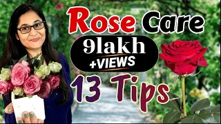 🔴🌹ROSE PLANT CARE, GROWING TIPS, SAVE ROSE PLANT / GULAB KI CARE / गुलाब की देखभाल #rose #roseplant