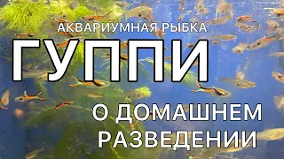 ЧЕМ КОРМИТЬ МАЛЬКА ГУППИ ЕСЛИ НЕТ ЖИВОГО КОРМА | Гуппи уход и содержание