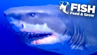 NEW KING GREAT WHITE SHARK!!! - Feed And Grow | Ep5