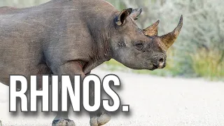 Rhinos.