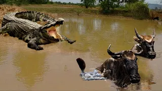 КРОКОДИЛ В ДЕЛЕ! Крокодил против зебры бегемота антилопы