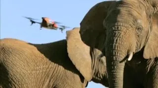 How Drones Save Elephants From Poachers