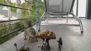 Funny Squirrel Thief Steals Food from Medieval Guards!