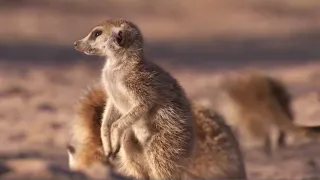 Meerkat Mother Exiles Her Own Daughters | BBC Earth