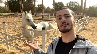 مميزات الخيل العربي! 🐎