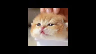 cute animals video 😂of funny cats and kittens for a good mood