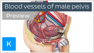 Blood vessels of male pelvis (preview) - Human Anatomy | Kenhub