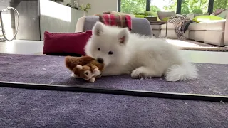 A Day In The Life of a Samoyed Puppy