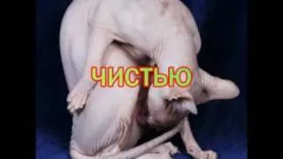 Леди гага на русском.vk.flv