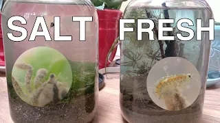 I put SALTWATER and FRESHWATER in a jar | Enclosed Ecosphere