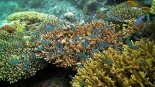 Diving The Maldives In HD