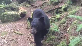 Man Watches As Bear Destroys His Tent From Outside