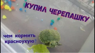 Купил красноухую черепаху. Черепаха съела дождевого червя. Чем кормить черепаху?