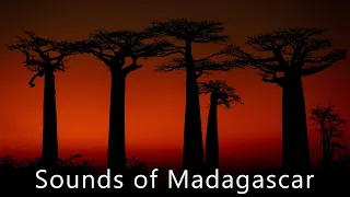 Madagascar dry forest sounds