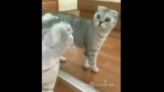 Кто это?(Cat confused)