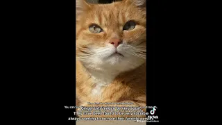 Fun Facts about Ginger cats