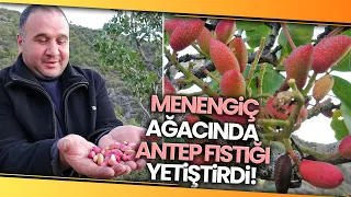 Tokat’ta Çedene (Menengiç) Ağacında Antep Fıstığı Yetiştirildi