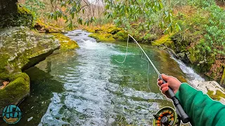 One of the BEST Creeks to Trout Fish!! (Fly Fishing for Rainbow and Brook Trout)