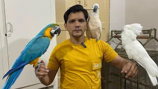 Exotic & Rare Parrots in Muneeb Setup | #SetupTour | PBI Official