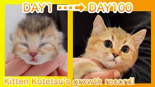 Kitten Kotetsu's growth record! [0 days to 100 days after birth]