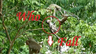 Shocking Baby Monkey Fall Down From The Tree But......? Please Watch Everyone Will Know Who Fall.