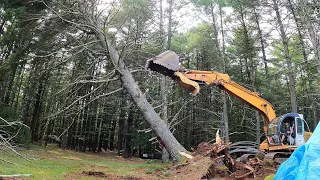 Knocking down big trees and pulling stumps