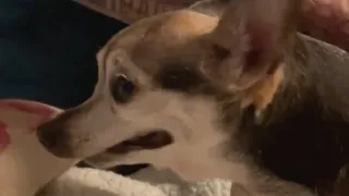 Couple adopts a senior chihuahua. Then they discover her strange habit.