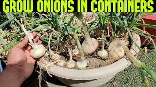 How To Grow Onions At Home | START TO FINISH