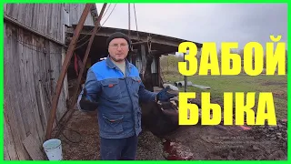 Забой и разделка быка .Учусь у опытного забойщика .