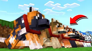 DOMESTIQUEI OS NOVOS LOBOS DO MINECRAFT 1.21