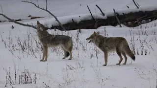 Winter 24 yellowstone