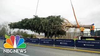 Rockefeller Center Christmas Tree Cut In Upstate New York Ahead Of Manhattan Debut | NBC News NOW