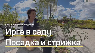 ИРГА в вашем саду. Посадка, уход и обрезка. ИРГА в форме зонтика, шара или в живой изгороди