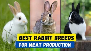 Top 10 Best Rabbit Breeds for Meat Production