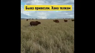 Быка привезли…)))