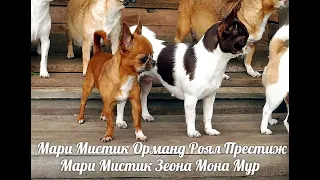 #ЧИХУА ЩЕНКИ ПРОДАЮ#ЧИХУА ОЧЕНЬ ВЕСЕЛОЕ УТРО#ПИТОМНИКМАРИМИСТИК#купитьчихуапродающенки#чихуавдеревне