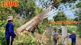 Hồi hộp Vua Khỉ cưa cặp kè 2 cây Cóc , Dừa Cutting many trees