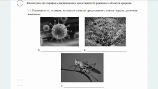 Демоверсия ВПР по биологии 5 кл разбор первого задания