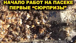 Начало весенних работ на пасеке. Первые "сюрпризы".