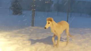 Borzoi Puppies' First Blizzard
