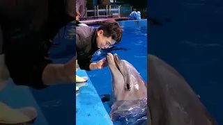 AMAZING DOLPHINS, FUNNY DOLPHINS Ep2  #Short