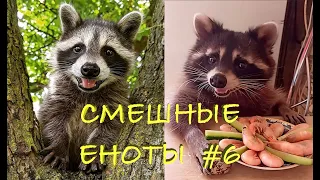 Cмешные ЕНОТЫ #6 / Приколы с ЕНОТАМИ 2020 / Funny Raccoons.