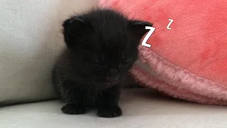 Japanese kitten falling asleep 寝落ちする保護した子猫