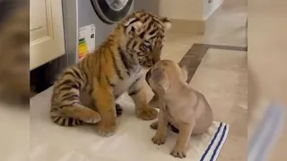 小老虎和狗子第一次见面，下一秒对着狗头就是几巴掌